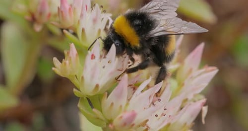 Bumble Bee Pollinating Flower Close Up