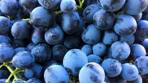 Fresh Blue Grapes Glistening with Water Droplets