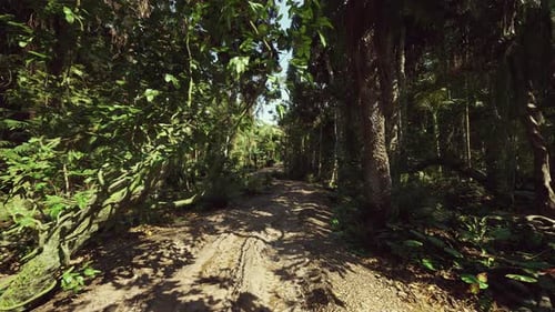 Light Filtered Trail Through Lush Green Forest Beckons Explorers