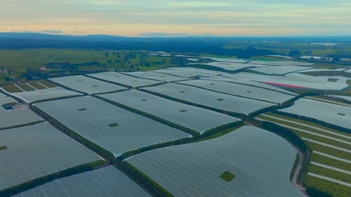 Fruit orchard at sunrise in the bay of plenty, Drone high, huge orchard