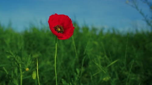 Alone Vivid Red Poppy Flower Swaying Wind in . Closeup One