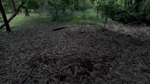 Forest Dry and scattered leaves