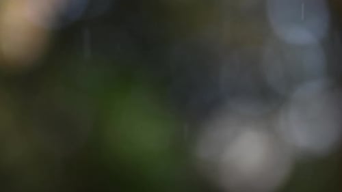 Closeup of rain, bokeh and nature with blurred background, climate and environment