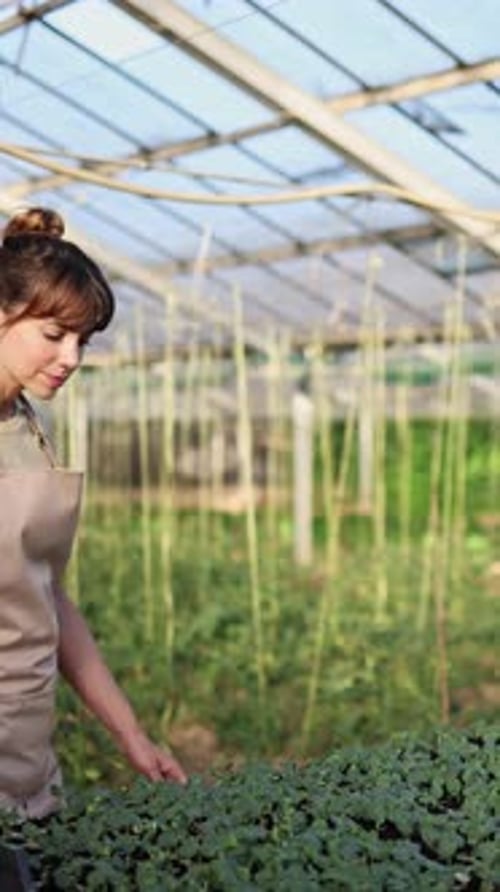 Woman Growing Vegetables in a Greenhouse