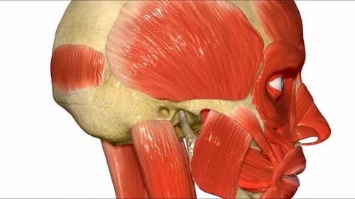 Detailed 3D Human Head Anatomy with Facial Muscles Rotation