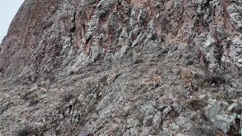 Mountain Goats