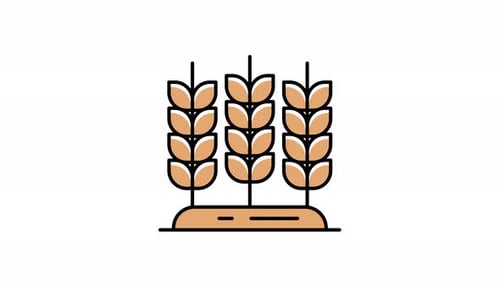 Animated Flat Design Wheat Stalks Growing Icon