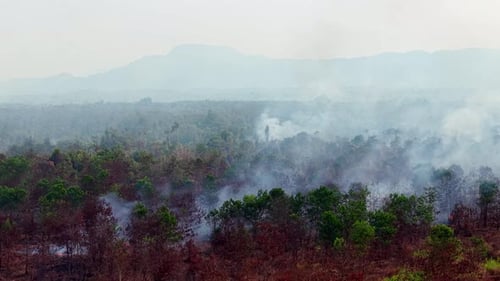 Rauch steigt aus dem brennenden Wald auf