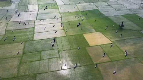 Vue aérienne d'oiseaux au-dessus des rizières, Bangladesh.
