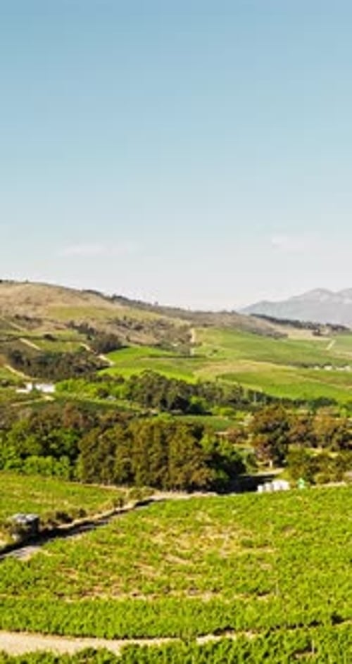 Nature, farm and aerial of vineyard with landscape for wine production, growth and grapes harvest