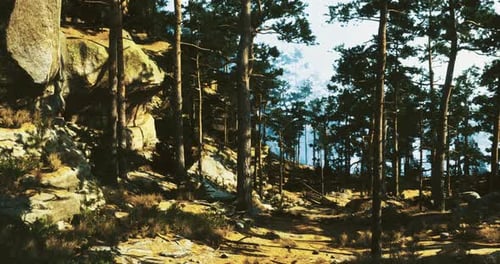 Exploring a Serene Forest Path Surrounded By Tall Pine Trees and Rocky Terrain