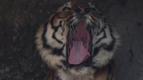 A close-up face shot of a captive Royal Bengal Tiger yawning and licking its chops.