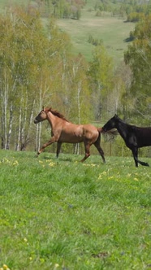 Sorrel and Black Horses Run Fast Along Blooming Meadow