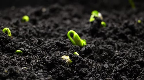 Bean Sprouts Emerging From the Soil Timelapse