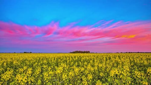 Amplia vista de la granja de colza con una hermosa puesta de sol rosa en el fondo