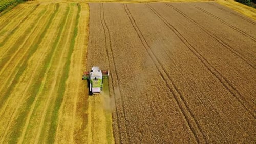 Combine harvesting wheat field. Aerial view on the combine working on wheat field