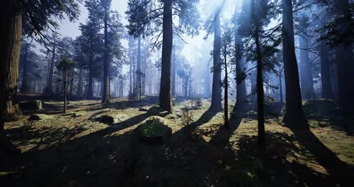 Sunlight Filters Through Tall Trees in a Peaceful Forest During Midday