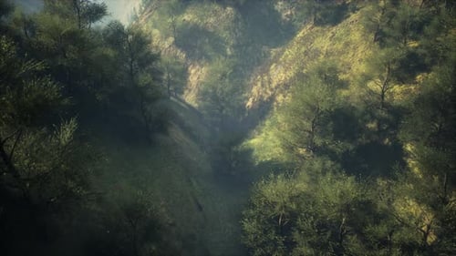 Dramatic Scenic Fog in Pine Forest on Mountain Slopes