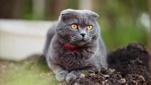 Grey Scottish Fold cat with orange eyes looking around in a garden