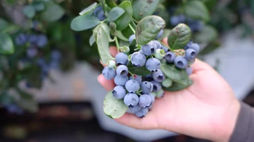 Les bleuets sont mûrs. Des grappes de bleuets mûrs pendent dans la serre. Une myrtille abondante