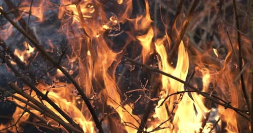Waldbrand in Nahaufnahme. Die Zweige der Sträucher und Bäume brennen und rauchen. Waldbrände verursacht