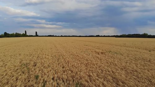 Aerial View of Ripe Golden Wheat Field