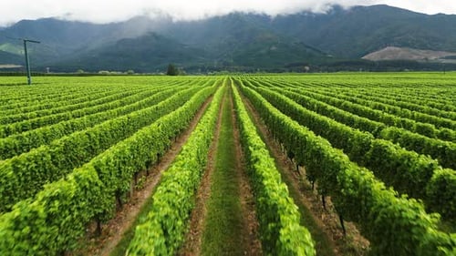 Vue aérienne d'un vignoble en Nouvelle-Zélande, vol d'un drone au-dessus d'un champ de vin révélant une pittoresque ferme biologique rurale f
