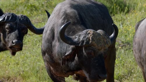 African Cape Buffalo Close Up in Slow Motion with Its Black Shiny Coat