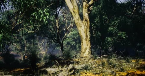 Lush Australian Forest Showcasing Resilience After Bushfires in Golden Sunlight