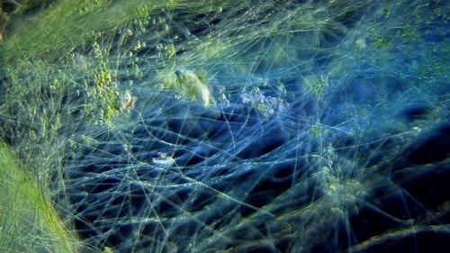 Cyanobacteria and green algae movement under microscope