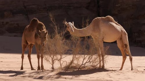 Two wild dromedary camels eating