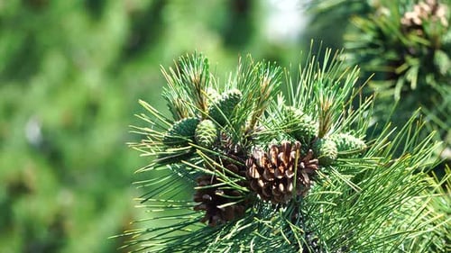 Pine Cones on Green Spruce Trees in Spring Seasonal Nature Weather and Climate Change Vacation