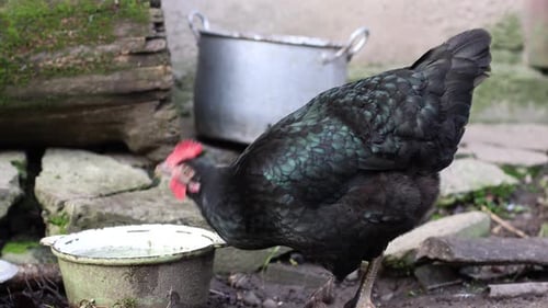 37. Chickens on a rural farm. Agriculture. Poultry breeding.