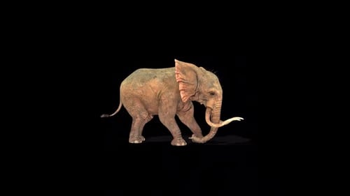 Wild Elephant Firing 2