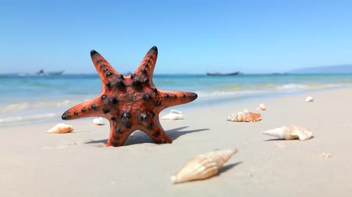 Starfish and Seashells on Tropical Beach with Turquoise Sea on Phu Quoc Island