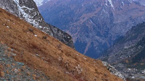 Ibex Herd Running Up Steep Mountain Slope
