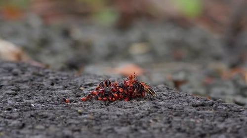 Grupo de bichos rojos arlequines en el suelo.