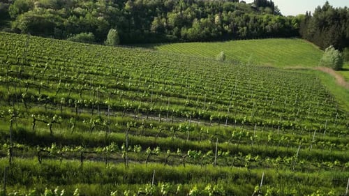 Green Vineyard with Rows of Vines on a Hill Trees in the Background