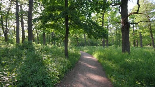 Walk in the summer forest. The rays of the sun break through the branches of trees. Green grass
