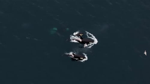 Le point de vue aérien dévoile le spectacle fascinant des orques en train de se nourrir de harengs