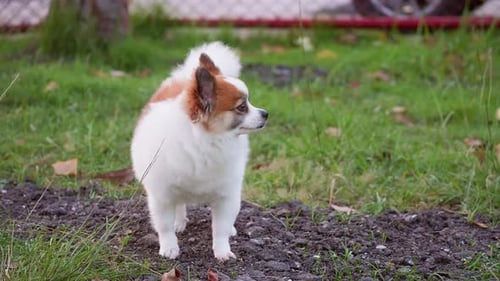 Fluffy Pedigree Pomeranian Dog walking on a green lawn. Happy little Dog Having Fun in the Backyard.