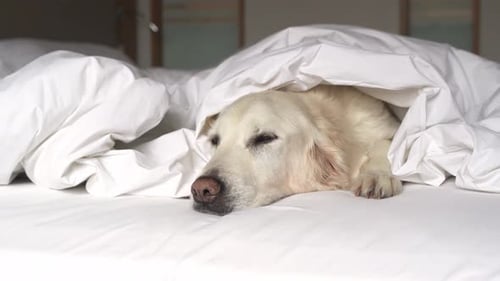 Dog Lying Down in Bed Under Covers