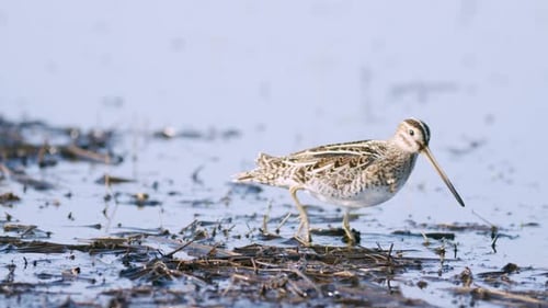 Common snipe feeding eating worms closeup during spring migration flooded meadow wetlands