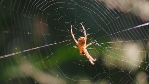 Spider in the center of the spider silk sways in the wind. Filming in the forest.