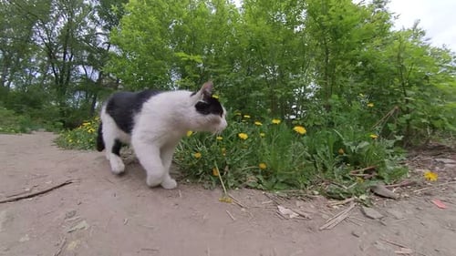 Cat in the park.