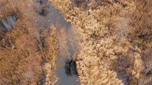 Aerial View Over the River in Autumn Wetland Forest Belarus Europe