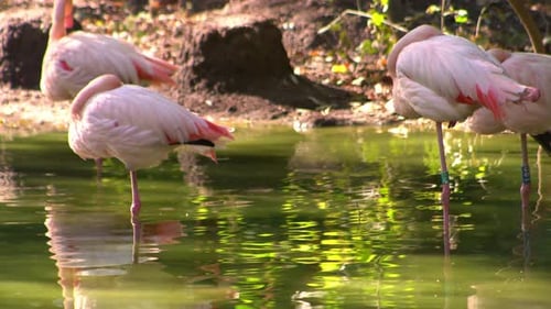 Flamingos Resting Peacefully in a Green Pond