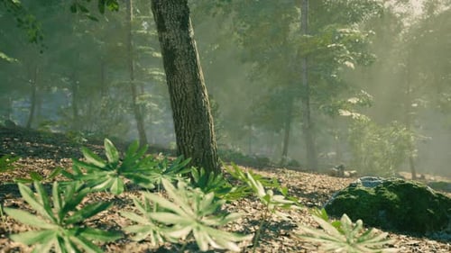 Tranquil Forest Landscape with Sun Rays Filtering Through Trees in Spring