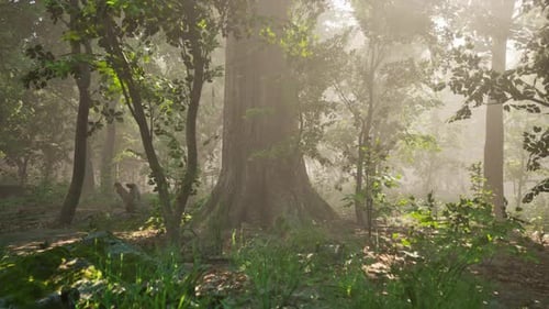 Sun Rays Flowing Through the Tree Trunks of the Evergreen Forest