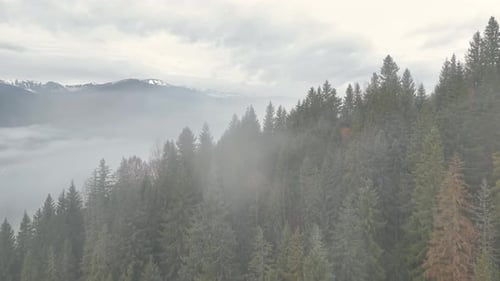 Aerial View of Misty Pine Forest on Mountain Slope Under Cloudy Sky Scenic Nature and Landscape with